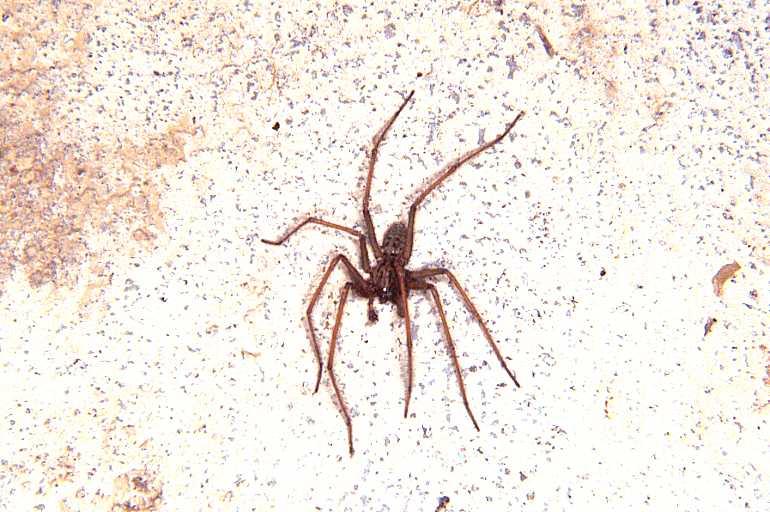 Tegenaria_parietina_P1146_Z_75_Les Gris_Frankrijk.jpg